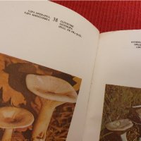 книга "Нашите гъби"  енциклопедия на гъбите в България, снимка 3 - Специализирана литература - 41984659