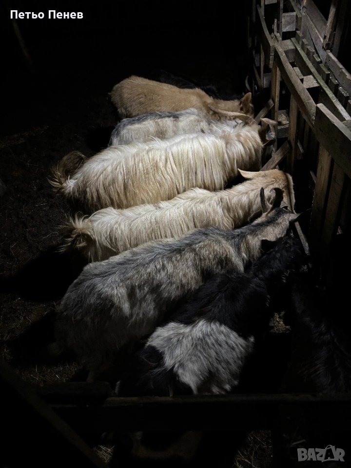 Млади заплодени кози пръч и малко пръчле , снимка 1