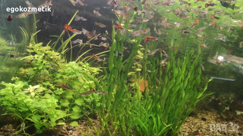 декоративни рибки гупи, снимка 1