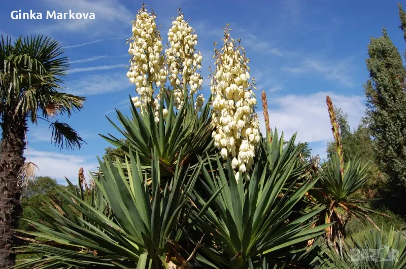 Юка- 3,99лв., снимка 1