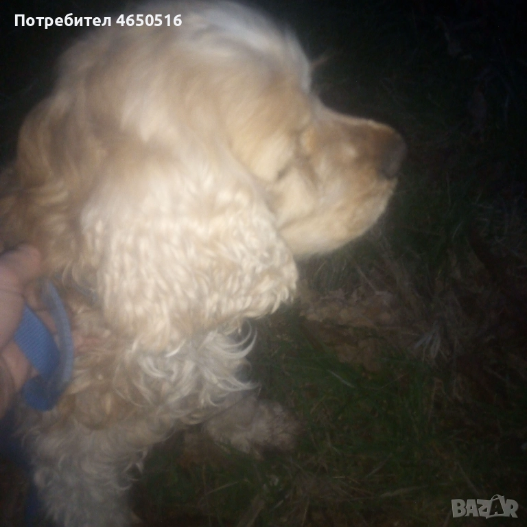 Кокер шпаньол породис , снимка 1