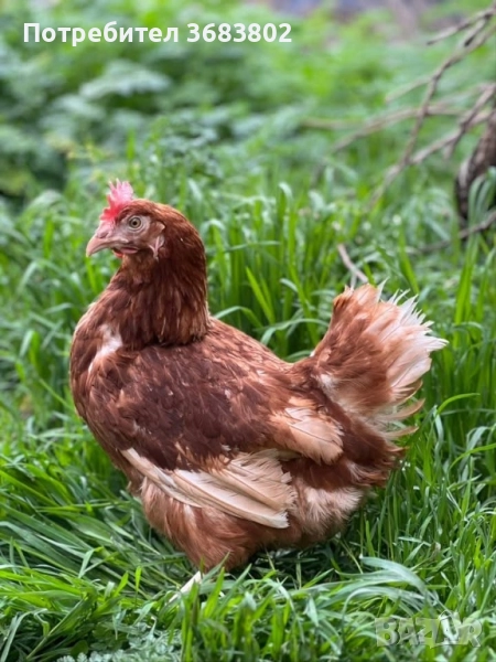 Продавам кокошки носачки за яйца, снимка 1