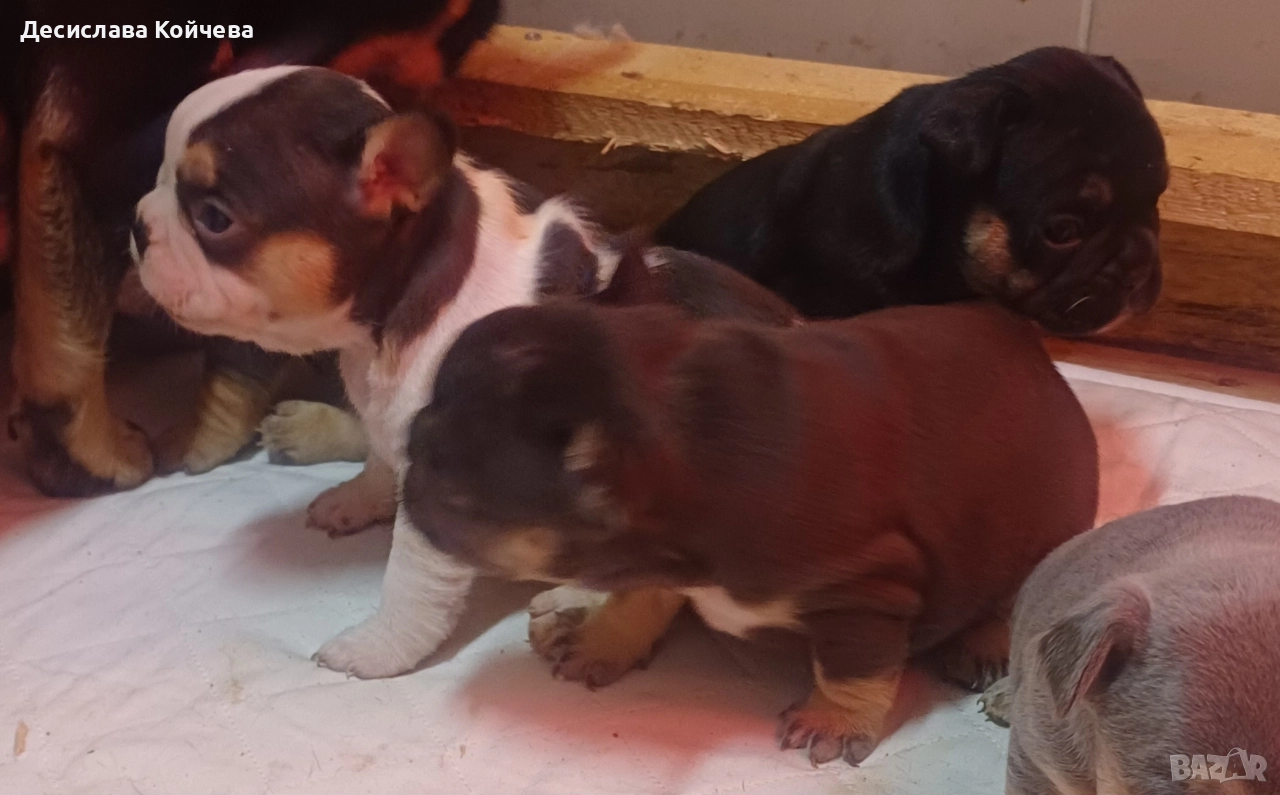 малки булдочета , снимка 1