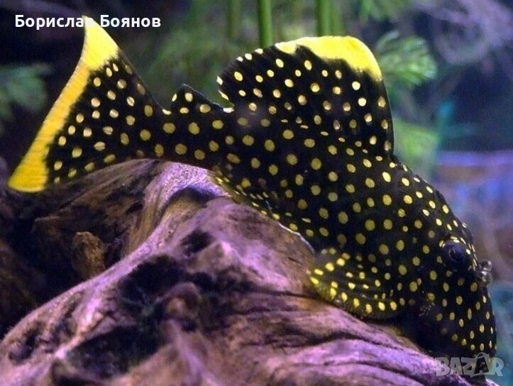 L018 Gold Nugget Pleco - 8см., снимка 1