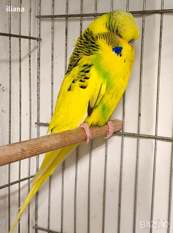 продавам различни видове папагали, снимка 1