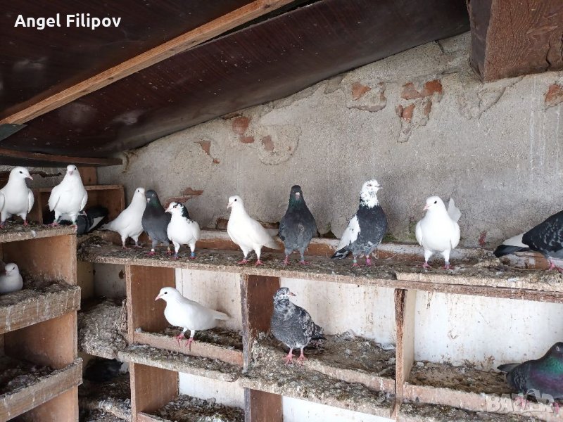 Пазарджишки високолетци, снимка 1