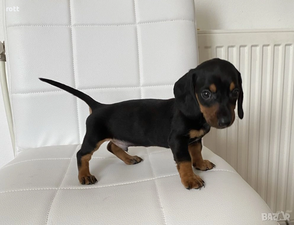 Дакел, снимка 1