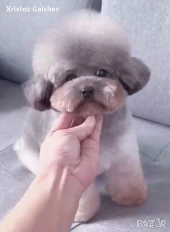 Teacup  Момиче от Китай , снимка 1