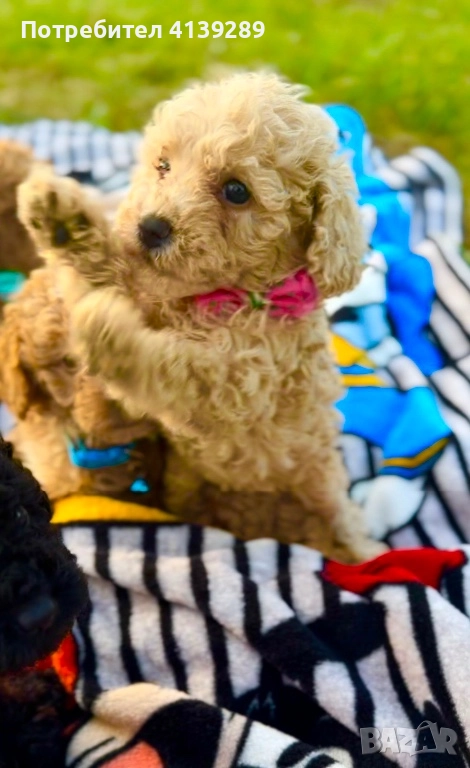 Пудел мини , снимка 1