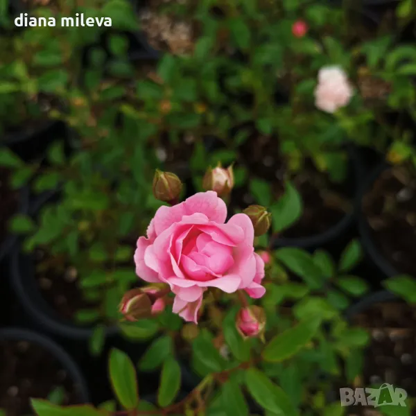 Мини Роза розова, снимка 1