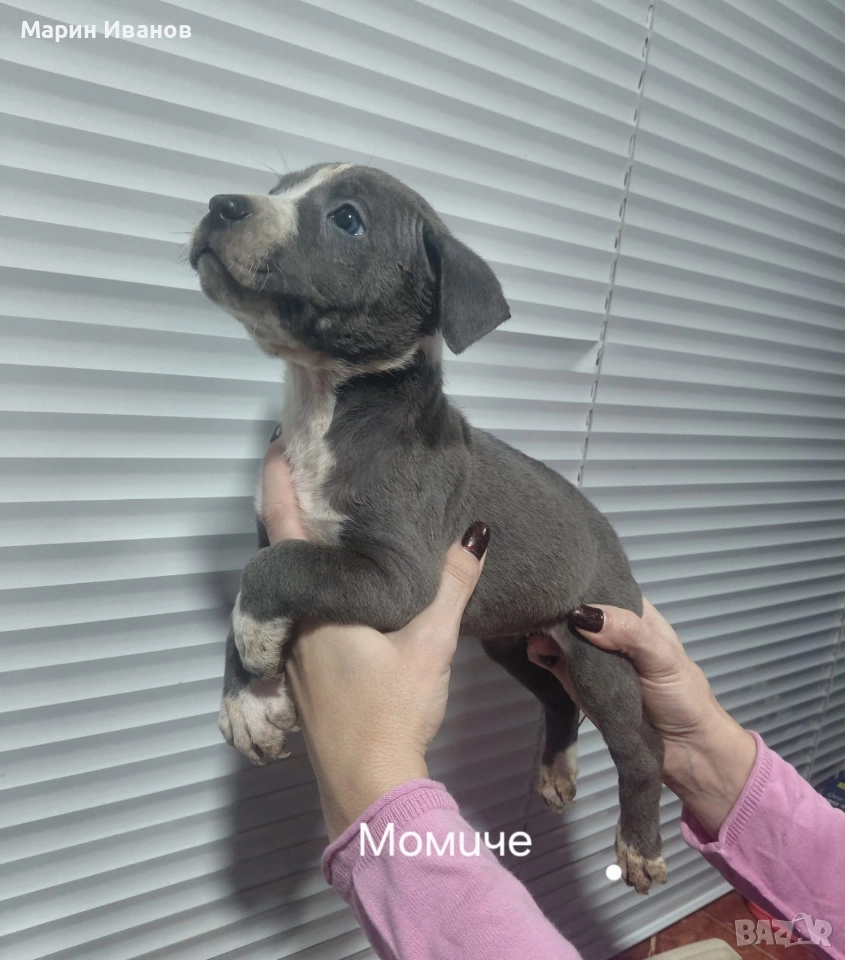 Сини питбулчета , снимка 1