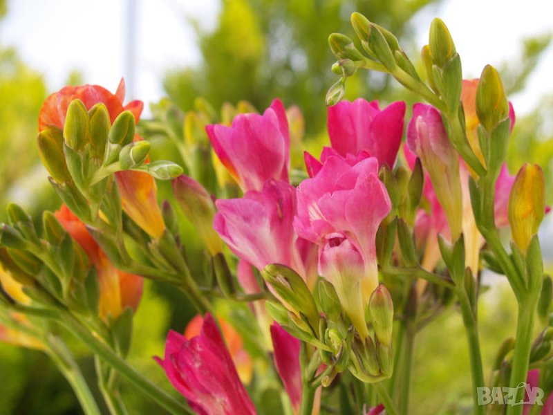 луковици на розова фрезия, снимка 1