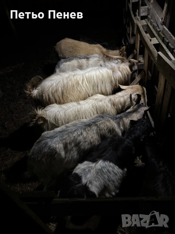 Млади заплодени кози пръч и малко пръчле 