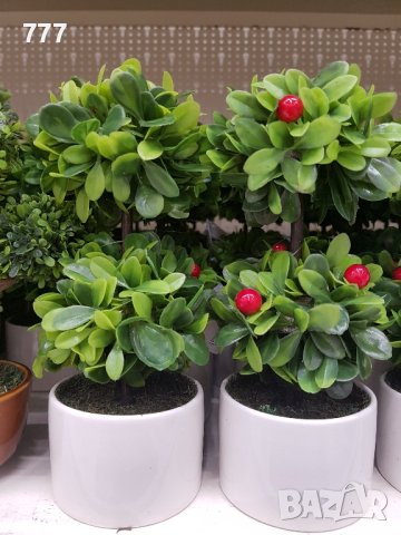 бонзай , снимка 3 - Декорация за дома - 44193181