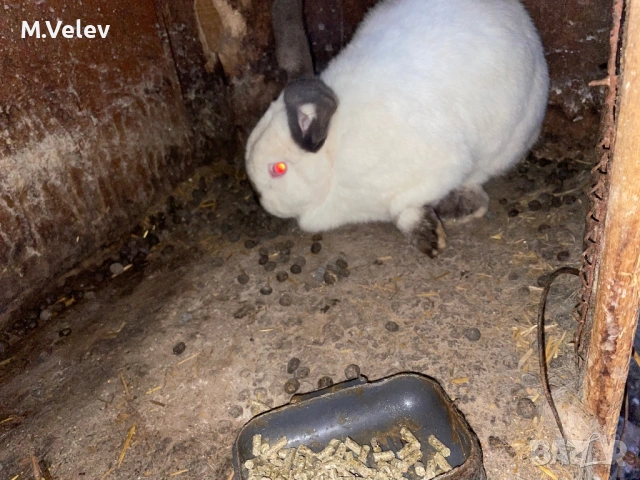 Женски Заек на една година и половина , снимка 2 - Други - 53593476