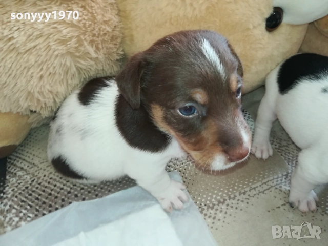 ДЖАК РЪСЕЛ-250ЛВ ЗА КУТРЕ 2409251049, снимка 10 - Джак ръсел териер - 51817566