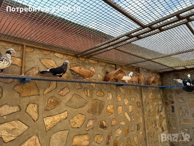 Гълаби неврени и лимонки, снимка 3 - Гълъби - 50813378