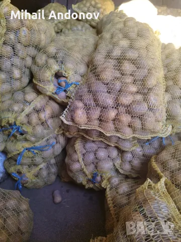 Смолянски картофи за семе клас А,разполагам с Агрия, Сорая и Санте , снимка 2 - Разсади - 48821827