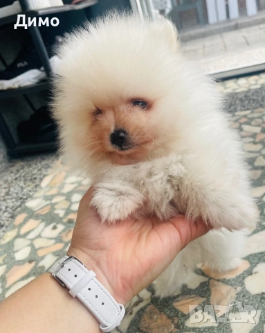 Померан, снимка 4 - Померан - 53821484