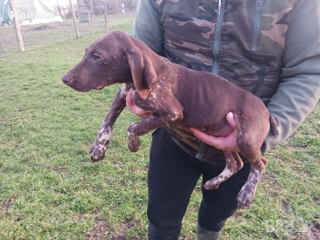 Курцхаари на 3 месеца