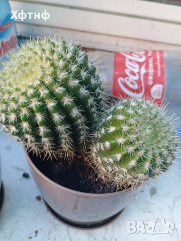Продавам два броя кактуси , снимка 2 - Градински цветя и растения - 51018600