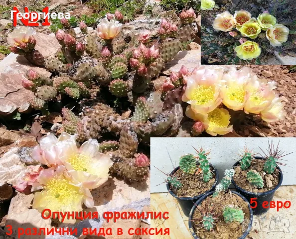 Градински студоустойчиви кактуси
