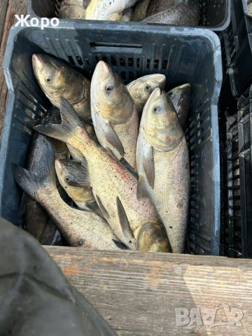 Толстолоп заребител и за консумация