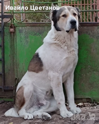 Алабай, снимка 5 - Алабай - 53631538