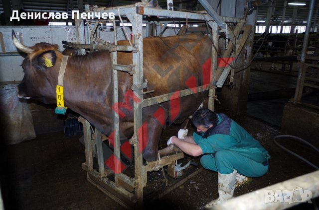 Ветеринарен стенд/станок, снимка 6 - За селскостопански - 34654942