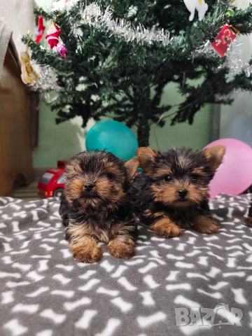 Мини йоркширски териер, снимка 2 - Йоркширски териер - 52674756