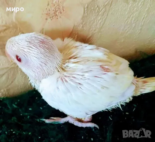 Бебета Малък Александър, ръчно хранени!, снимка 14 - Папагали - 50318040