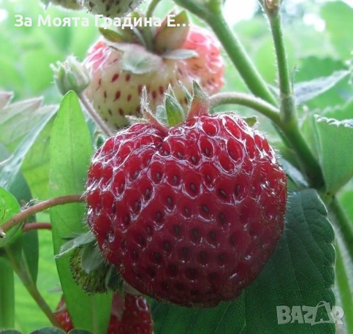 Ягода Малина в един плод!? , снимка 4 - Градински цветя и растения - 53623603