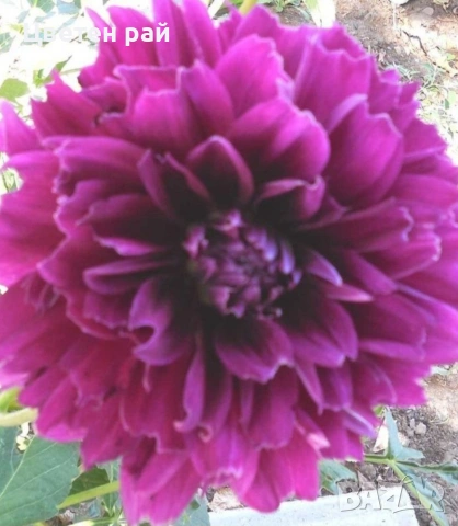 Грудки на няколко цвята далии , снимка 9 - Градински цветя и растения - 53770861