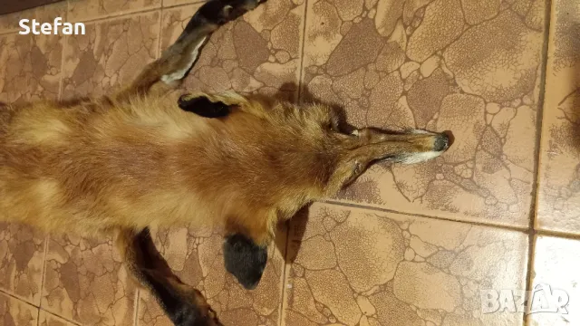 Кожа от лисица, снимка 2 - Антикварни и старинни предмети - 48744215