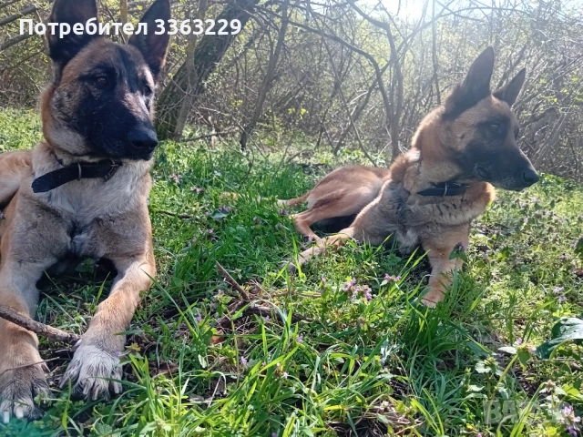 Продавам , снимка 8 - Белгийска овчарка - 52840117
