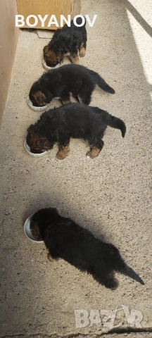 немски овчарки