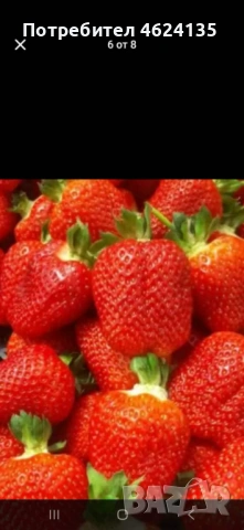 Продавам разсад ягоди и малини , снимка 2 - Сортови семена и луковици - 53738570