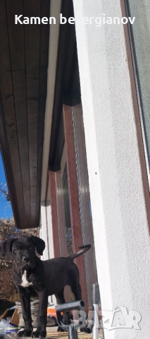 Кане Корсо Смолян , снимка 7 - Кане корсо - 52457759