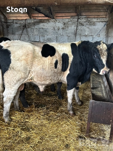 Продавам 5 Мъжки Телета, снимка 2 - Крави - 52661367