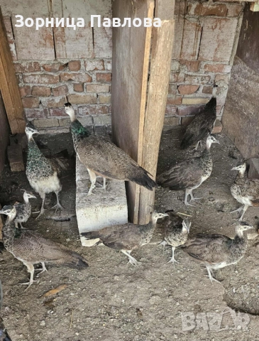 Продавам малки индийски пауни., снимка 2 - други­ - 51717256