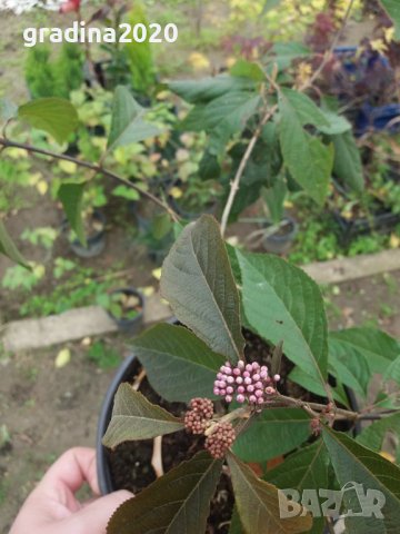 Каликарпа - Налични 2 вида Бяла - Callicarpa dichotoma Albibacea Лилава -Callicarpa dichotoma 'Issai, снимка 6 - Разсади - 42145705