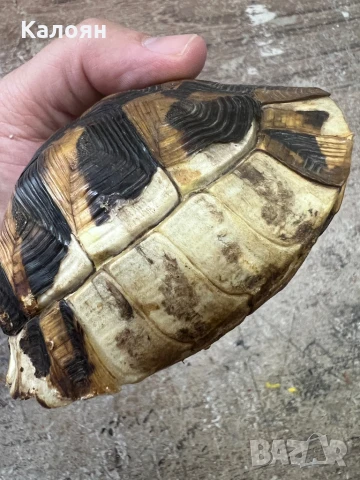 Костенурка черупка , снимка 9 - Други ценни предмети - 50871785