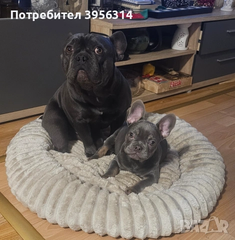 Мъжко Френско булдоче, снимка 8 - Френски булдог - 53283481