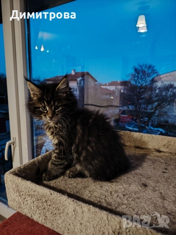 Мейн Кун, чистокръвни котета , снимка 6 - Мейн кун - 53787264