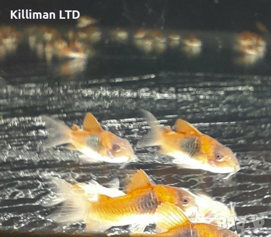 Коридорас sp. Venezuela Orange