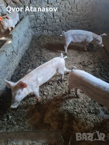 Prodav 2 praseta 45 50 kg.
