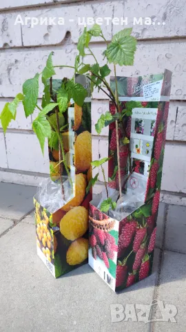 Червена боровинка - разсад от лицензиран разсадник , снимка 3 - Разсади - 49922451