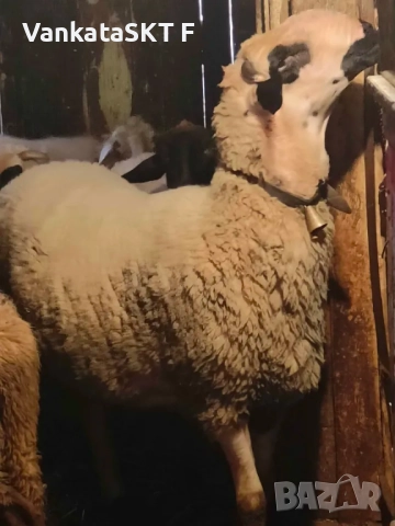 Коч Двизак, снимка 4 - Овце - 52011655