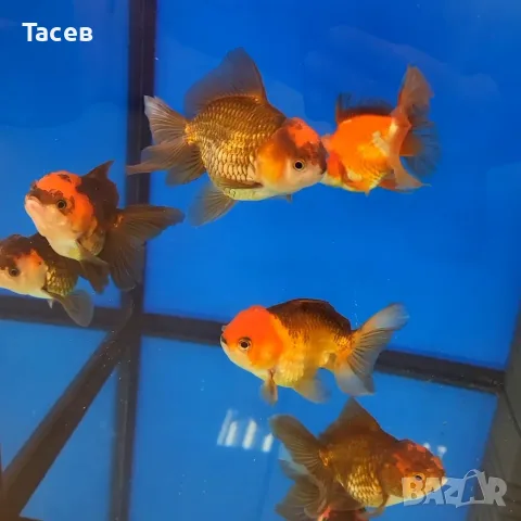 Оранда 8  - 10см