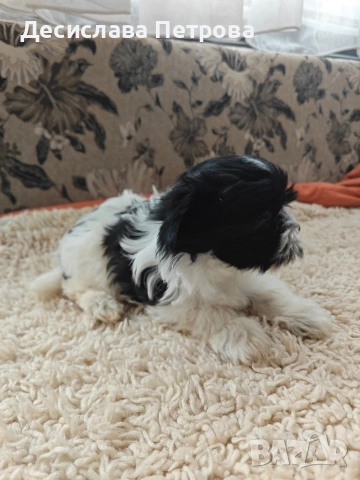 Продавам Бивър Йоркширски териер , снимка 7 - Йоркширски териер - 53845573